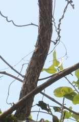 Pueraria tuberosa