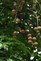 Aphanamixis polystachya