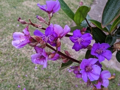 Pleroma semidecandrum