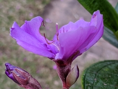 Pleroma semidecandrum