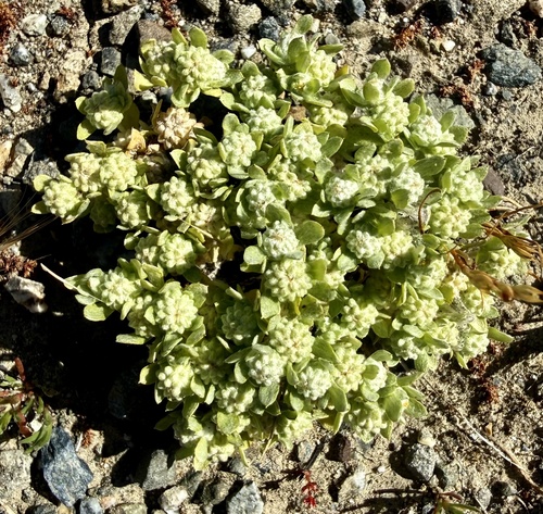 Psilocarphus tenellus, photograph 3