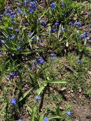 Scilla siberica