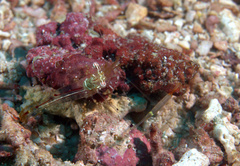 Cuapetes tenuipes