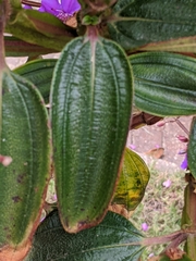 Pleroma semidecandrum