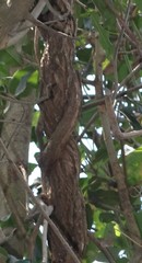 Pueraria tuberosa