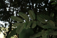 Aphanamixis polystachya