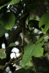 Aphanamixis polystachya