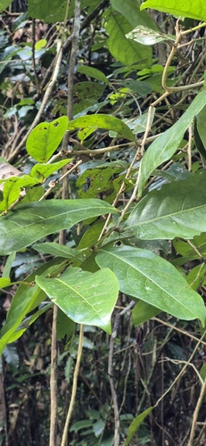 Glochidion harveyanum, 2026-05-11