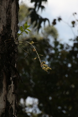 Dendrobium macrostachyum