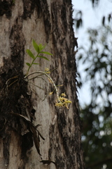 Dendrobium macrostachyum