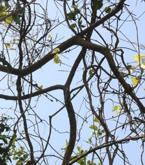 Pueraria tuberosa