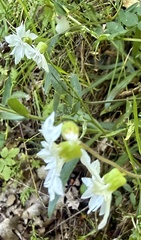 Lithophragma heterophyllum, photograph author not stated, no rights reserved