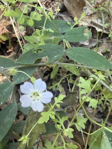 Nemophila heterophylla, photograph 4