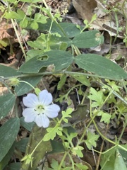 Nemophila heterophylla, photograph author not stated, no rights reserved