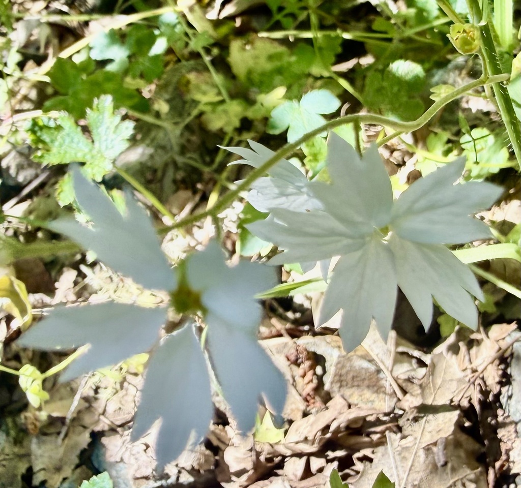 Lithophragma affine; photograph author not stated, no rights reserved