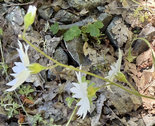 Lithophragma affine, photograph 2