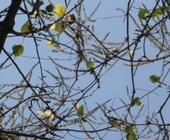 Pueraria tuberosa