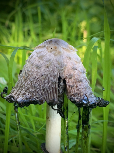 Shaggy Mane