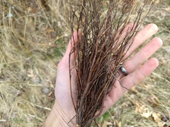 Calyptospora columnaris
