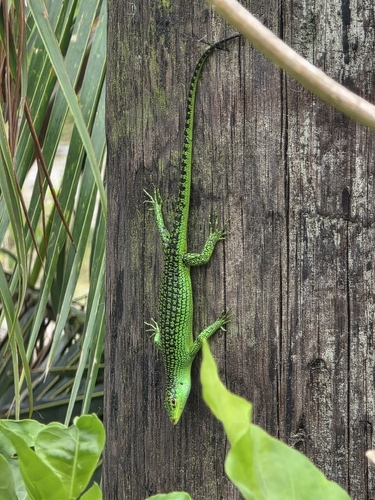 Lamprolepis smaragdina observed 2026-05-11