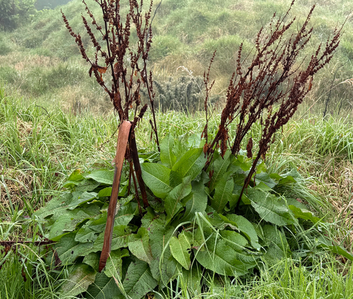 Rumex obtusifolius observed 2026-04-27