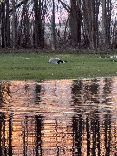 Canada Goose