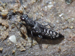 Stenus canaliculatus