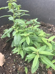 Aloysia citrodora