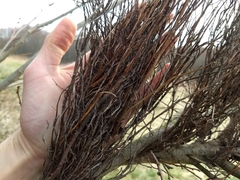 Calyptospora columnaris