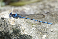 Argia elongata