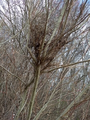 Calyptospora columnaris