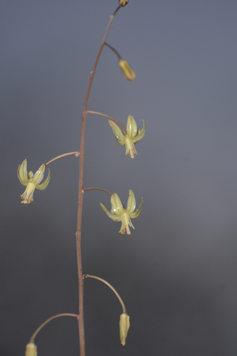 Drimia indica