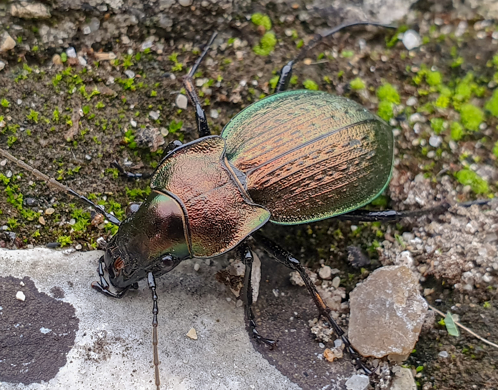 Carabina