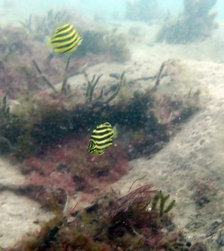 Microcanthus joyceae