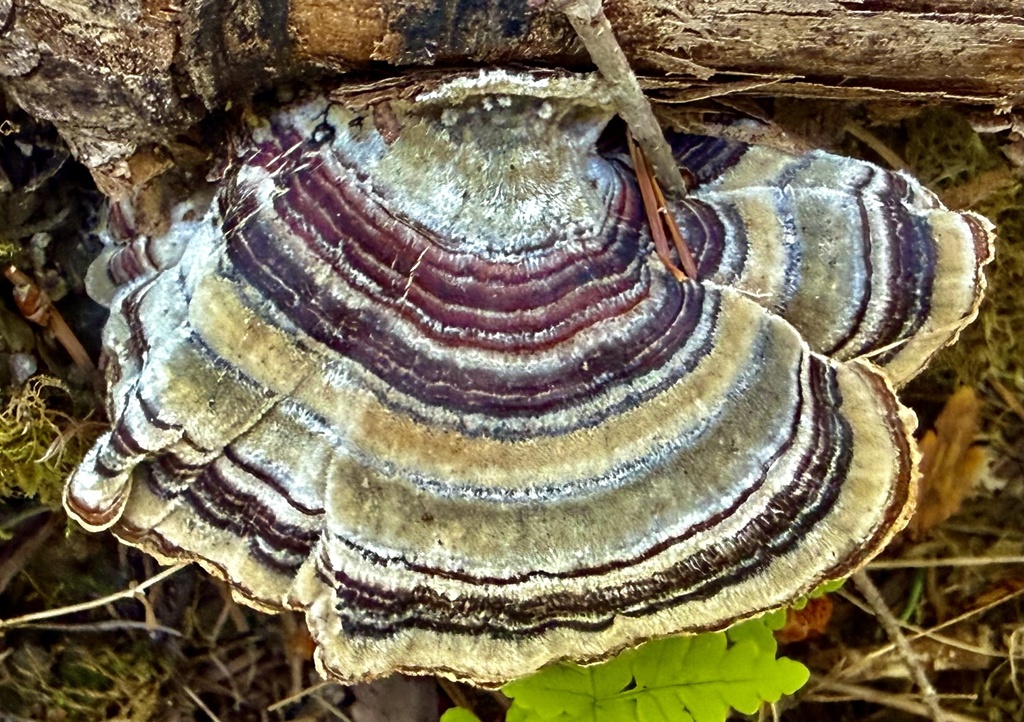 turkey-tail · May 2026 · photo: Photo: no rights reserved · iNaturalist