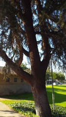 Pinopsida
