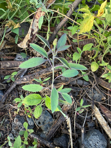 Porophyllum ruderale observed 2026-04-24