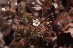 Phacelia rotundifolia