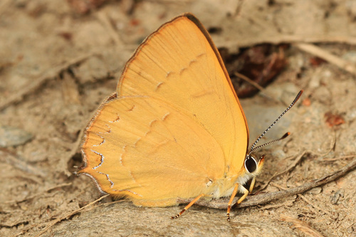 Golden Hairstreak photo 5