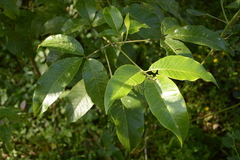 Melicope lunu-ankenda