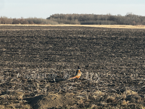 Ring-necked Pheasant