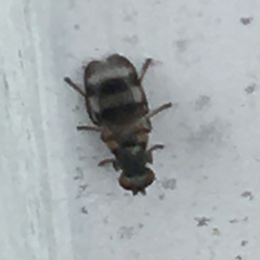 Chaetopsis massyla