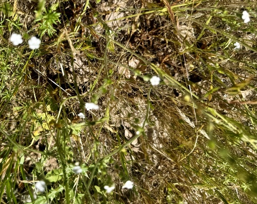 Plagiobothrys nothofulvus