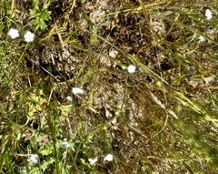 Plagiobothrys nothofulvus
