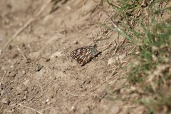 Melanargia occitanica