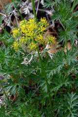 Cymopterus hallii