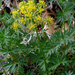 Stemless Indian Parsley - Photo (c) Richard Reynolds, some rights reserved (CC BY-NC), uploaded by Richard Reynolds
