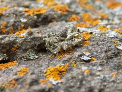 Heterodermia leucomelos