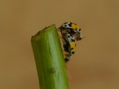 Psyllobora nana