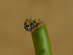 Psyllobora nana